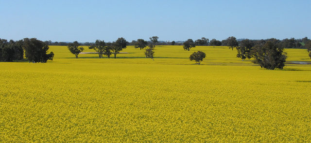 canola