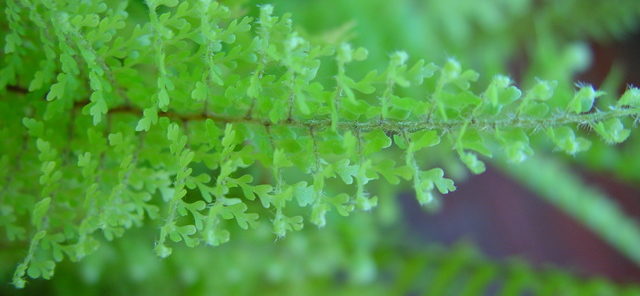 dsc20050315_145007_132