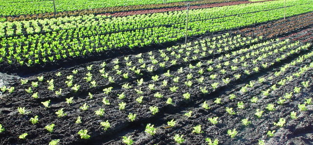 dsc20050727_091048_222